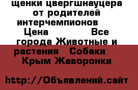 щенки цвергшнауцера от родителей интерчемпионов,   › Цена ­ 35 000 - Все города Животные и растения » Собаки   . Крым,Жаворонки